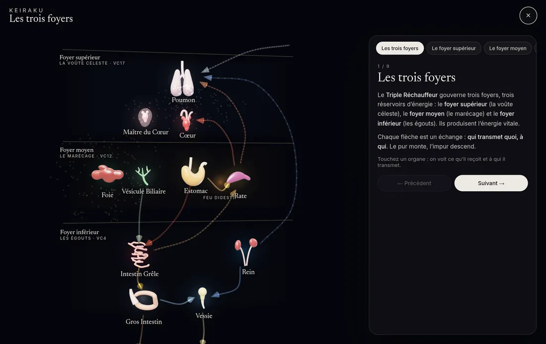 Les trois foyers : les organes et les échanges entre eux, en flèches animées.