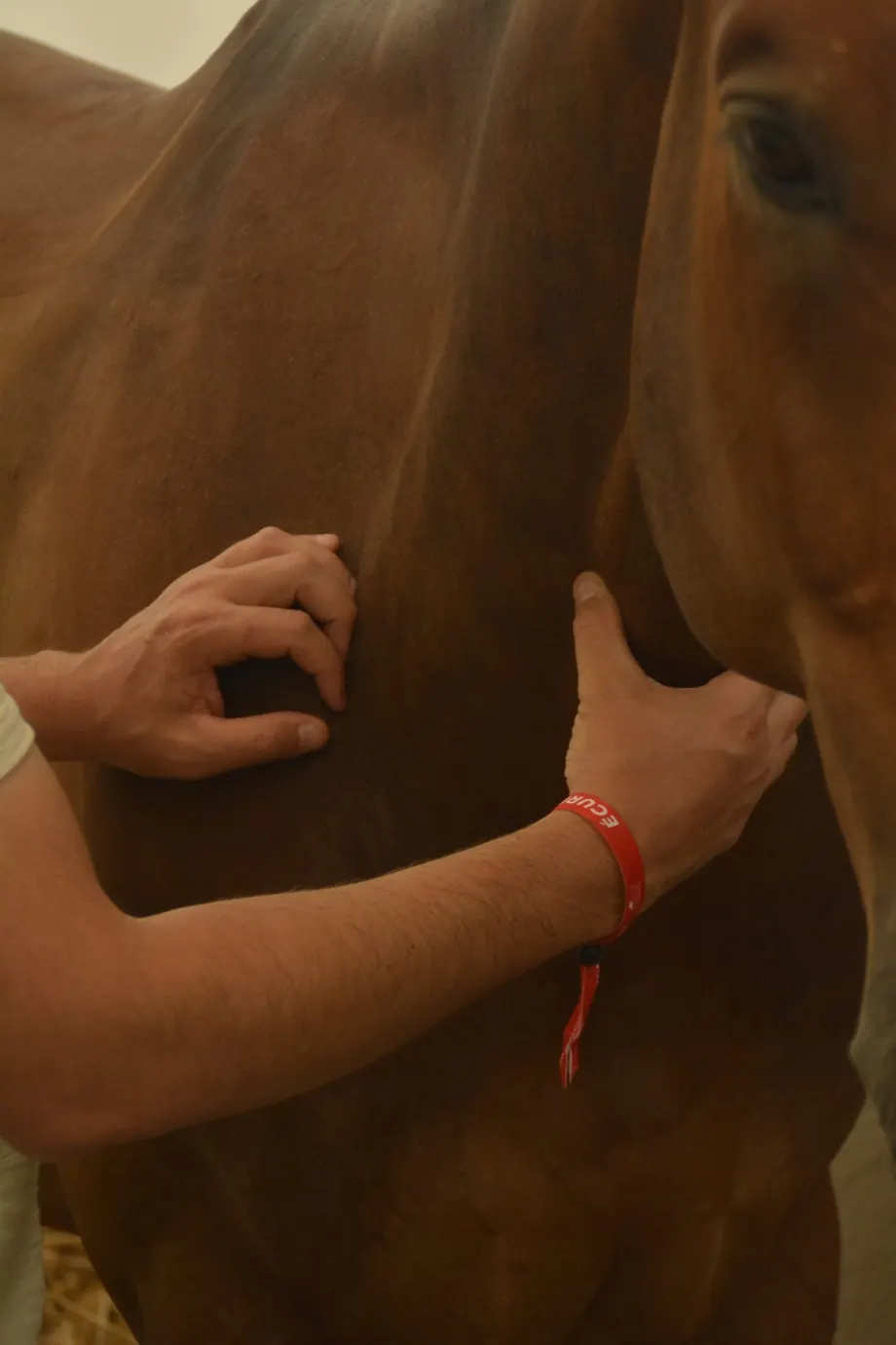 Deux mains en pression sur l'épaule d'un cheval bai, pendant une séance de shiatsu équin.